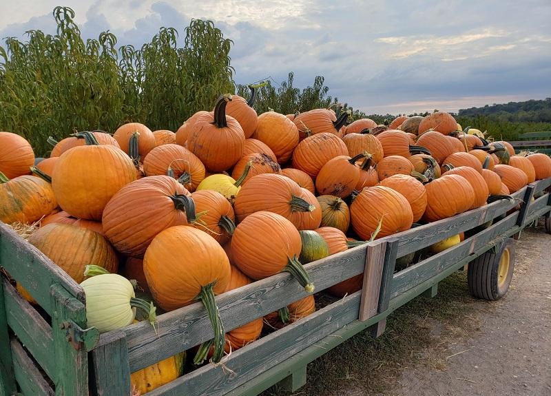 pumpkin wagon